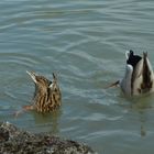 Enten beim Tauchen