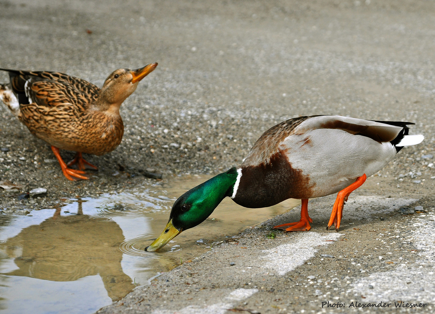 Enten beim Trinken