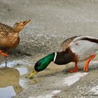 Enten beim Trinken