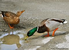 Enten beim Trinken