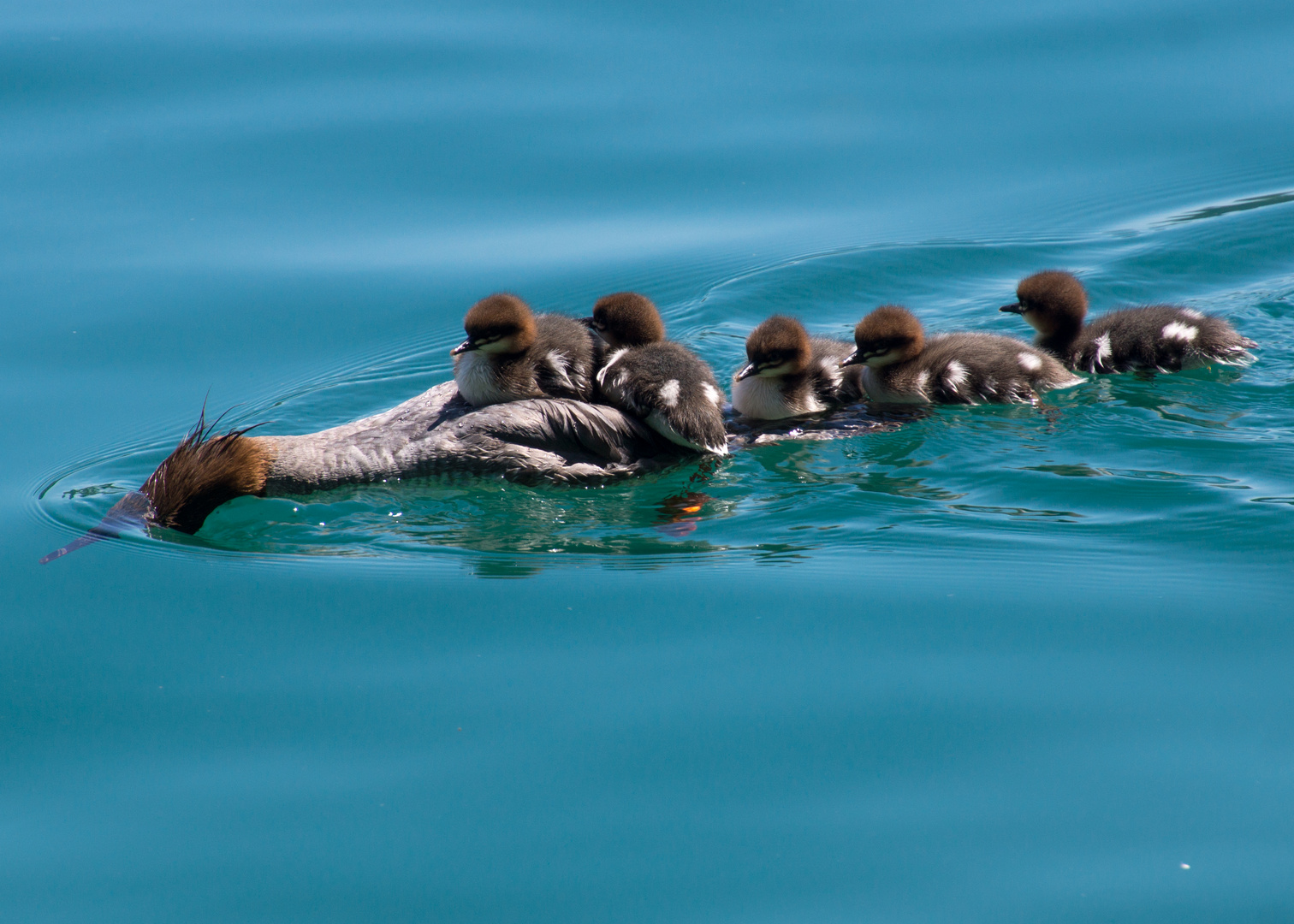 Enten - Bleder See