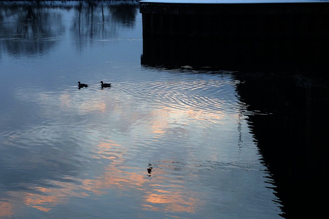 Enten brauchen keine Brücken