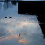 Enten brauchen keine Brücken