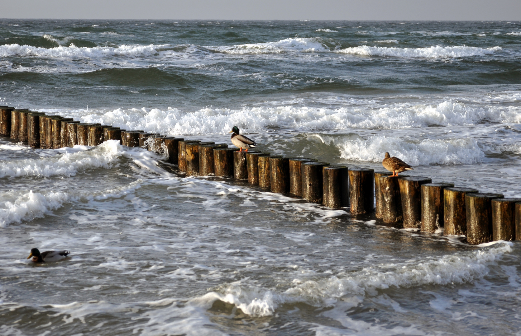 Enten, Buhnen, Hiddensee 02.01.2020