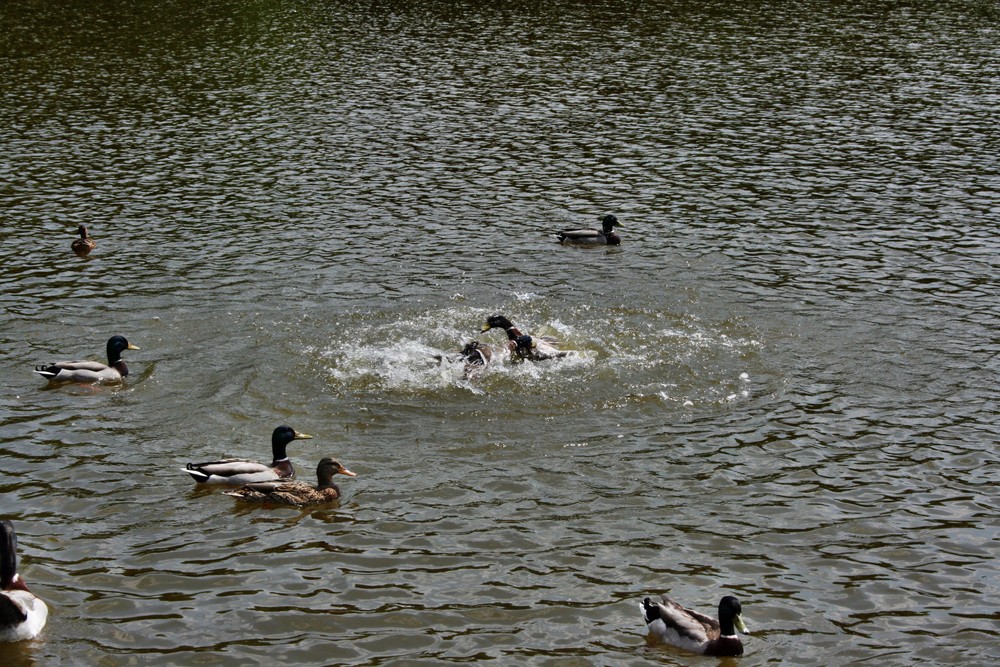 Enten