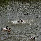 Enten