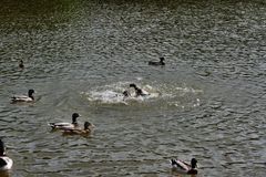 Enten