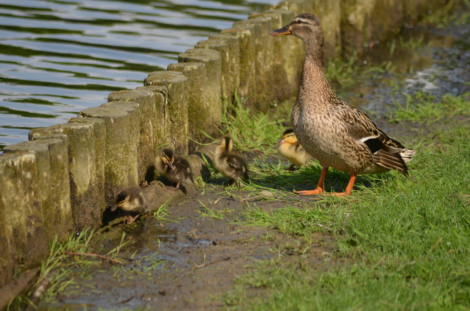 Enten