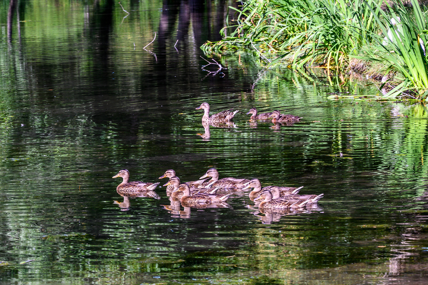 Enten - canards 