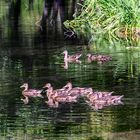 Enten - canards 