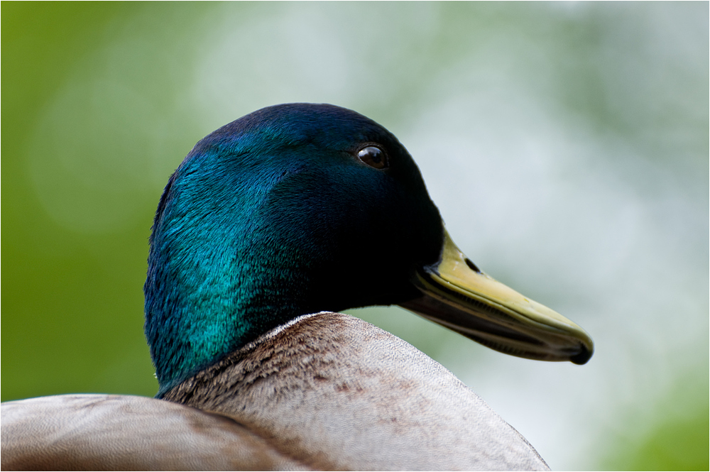 Enten Close-Up