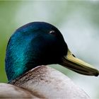 Enten Close-Up