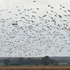 Enten – Cocktail in Nordvorpommern