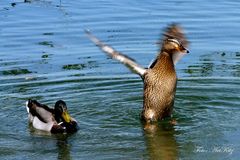 Enten