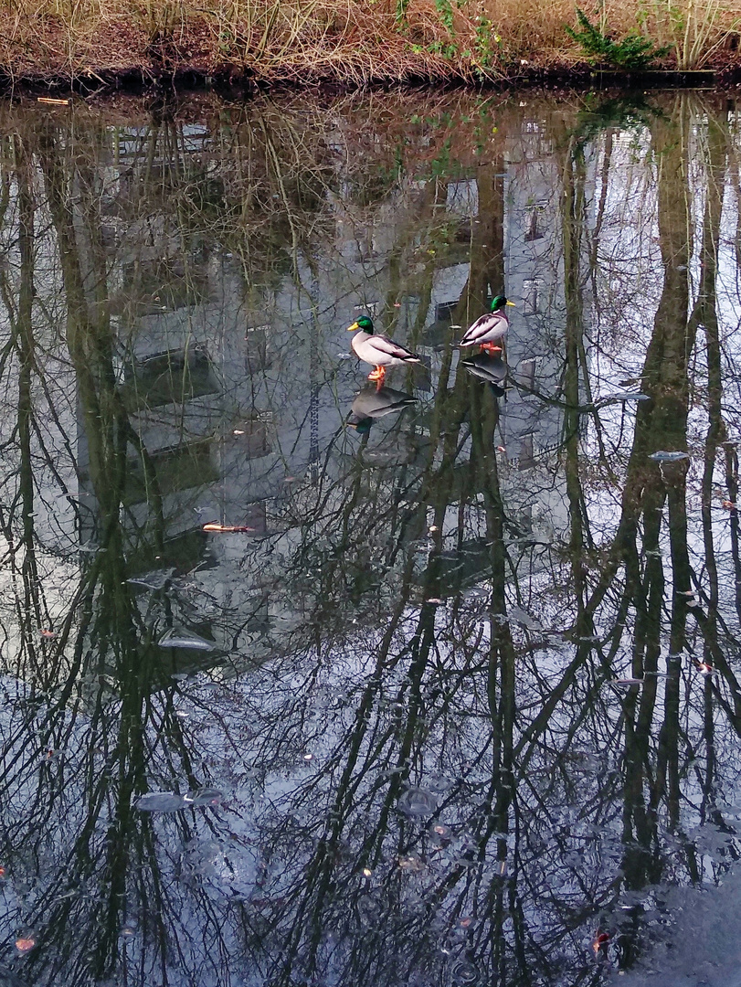 Enten, die sich nichts zu sagen haben