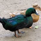 Enten Doppel …