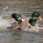 Enten-Drama IV