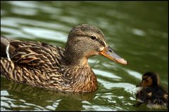 Enten - ducks I