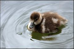 Enten - ducks II