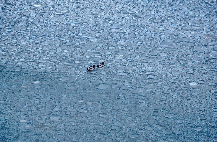 Enten-Durchmarsch...