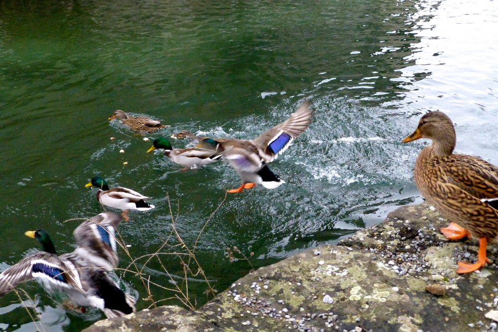 Enten