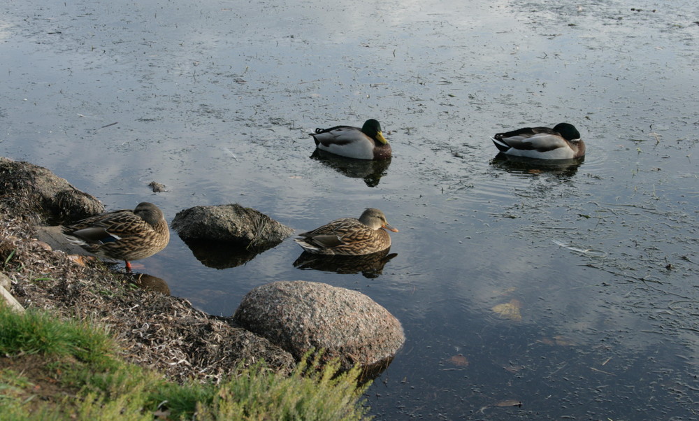 Enten