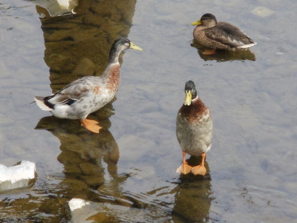 Enten von Beatrice Gippert 