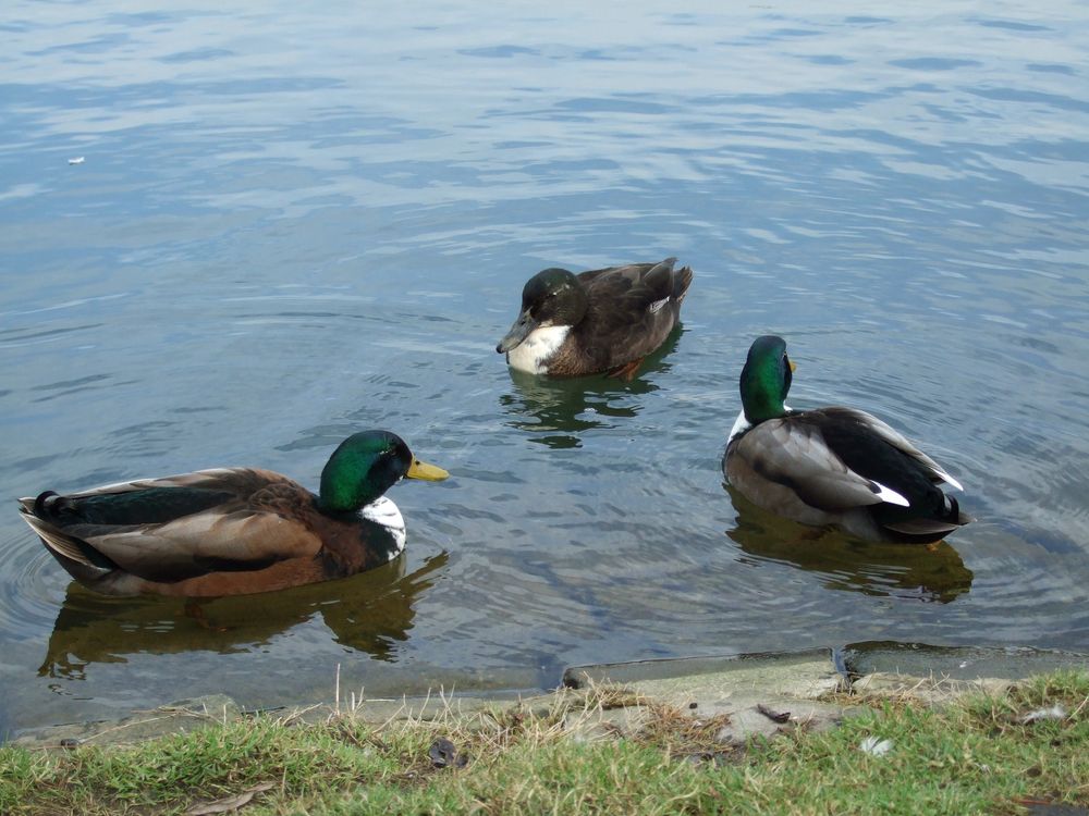 Enten