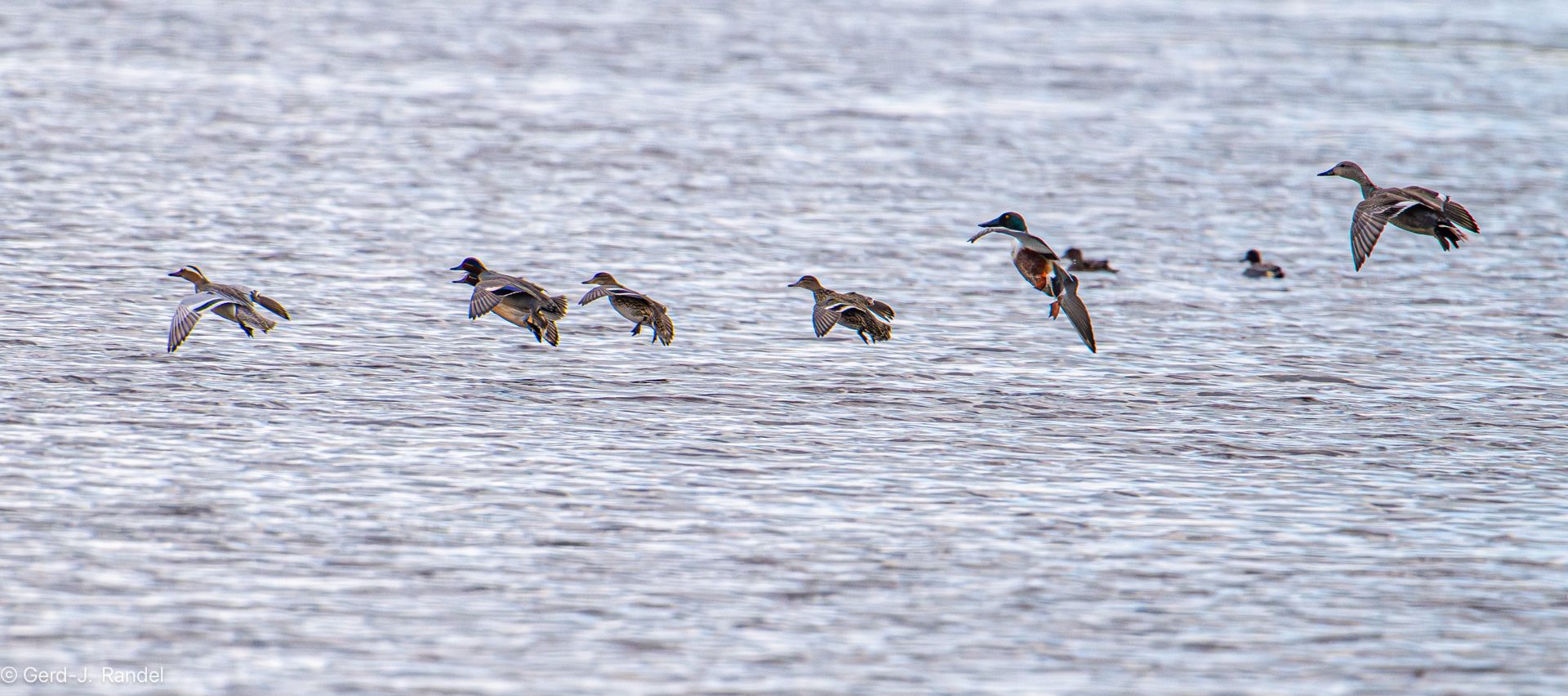 Enten-Ein-mal-eins