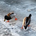 Enten-Eislaufen