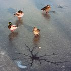 Enten-Eiszeit