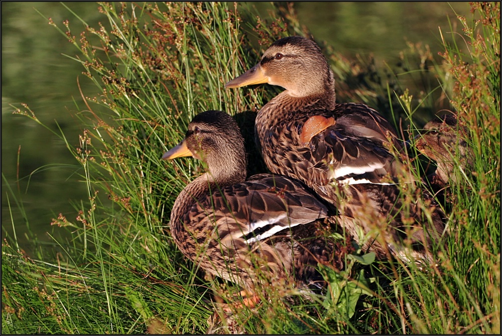 "Enten ekeln sich auch"