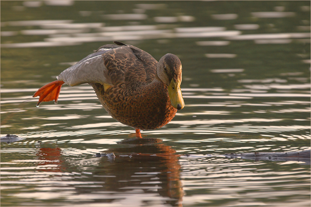 Enten Erobic