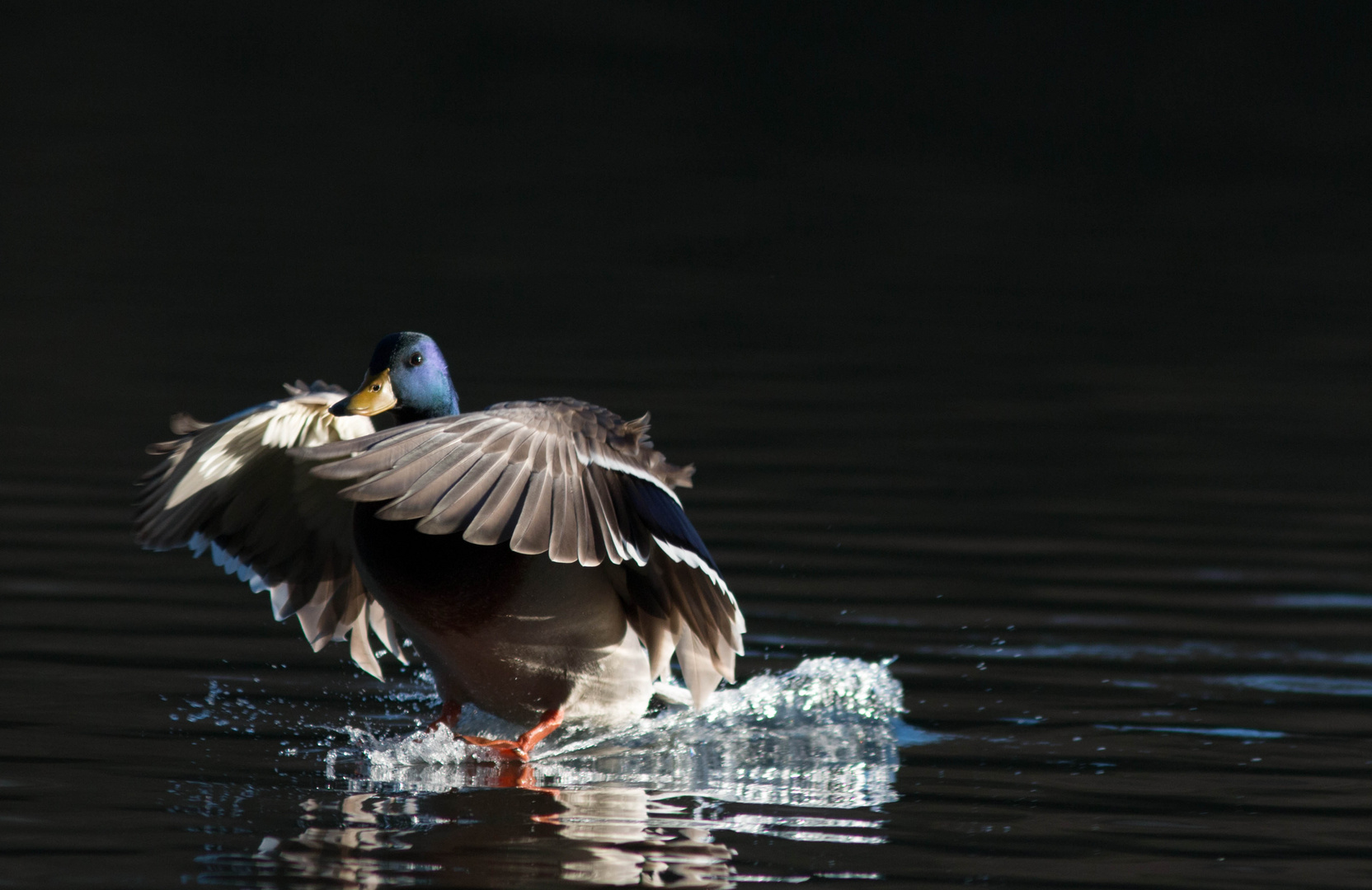 Enten Erpel