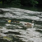 enten fam.