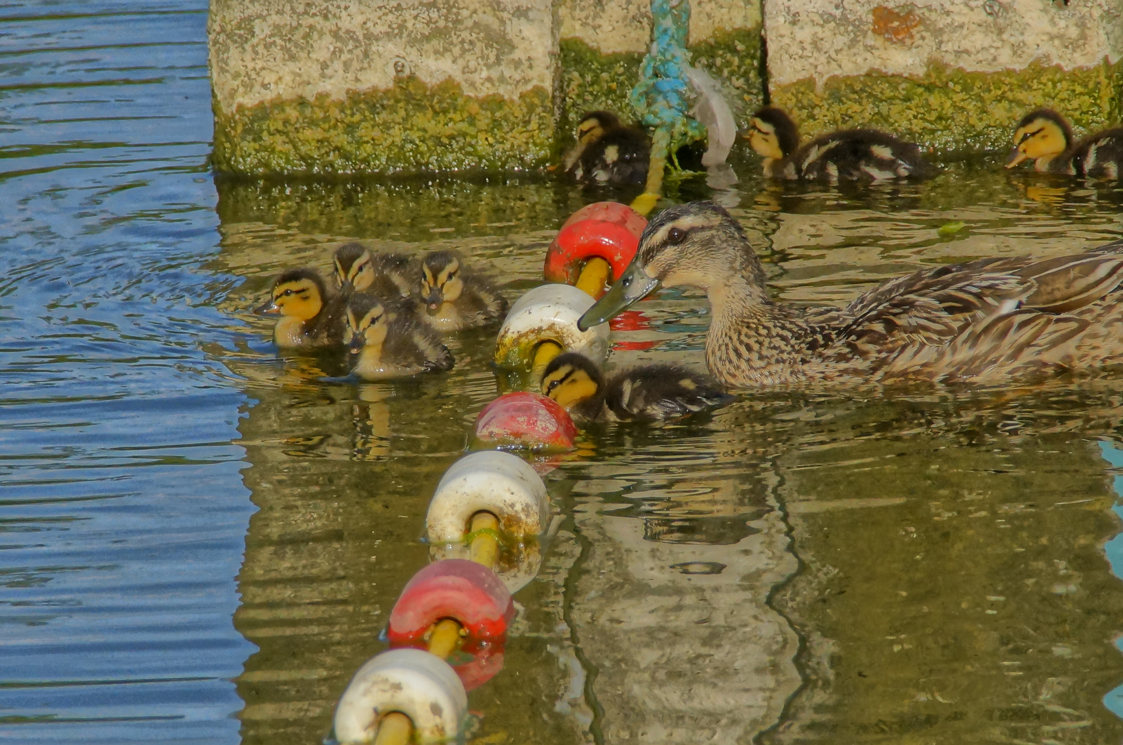 Enten Familie