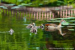 Enten Familie