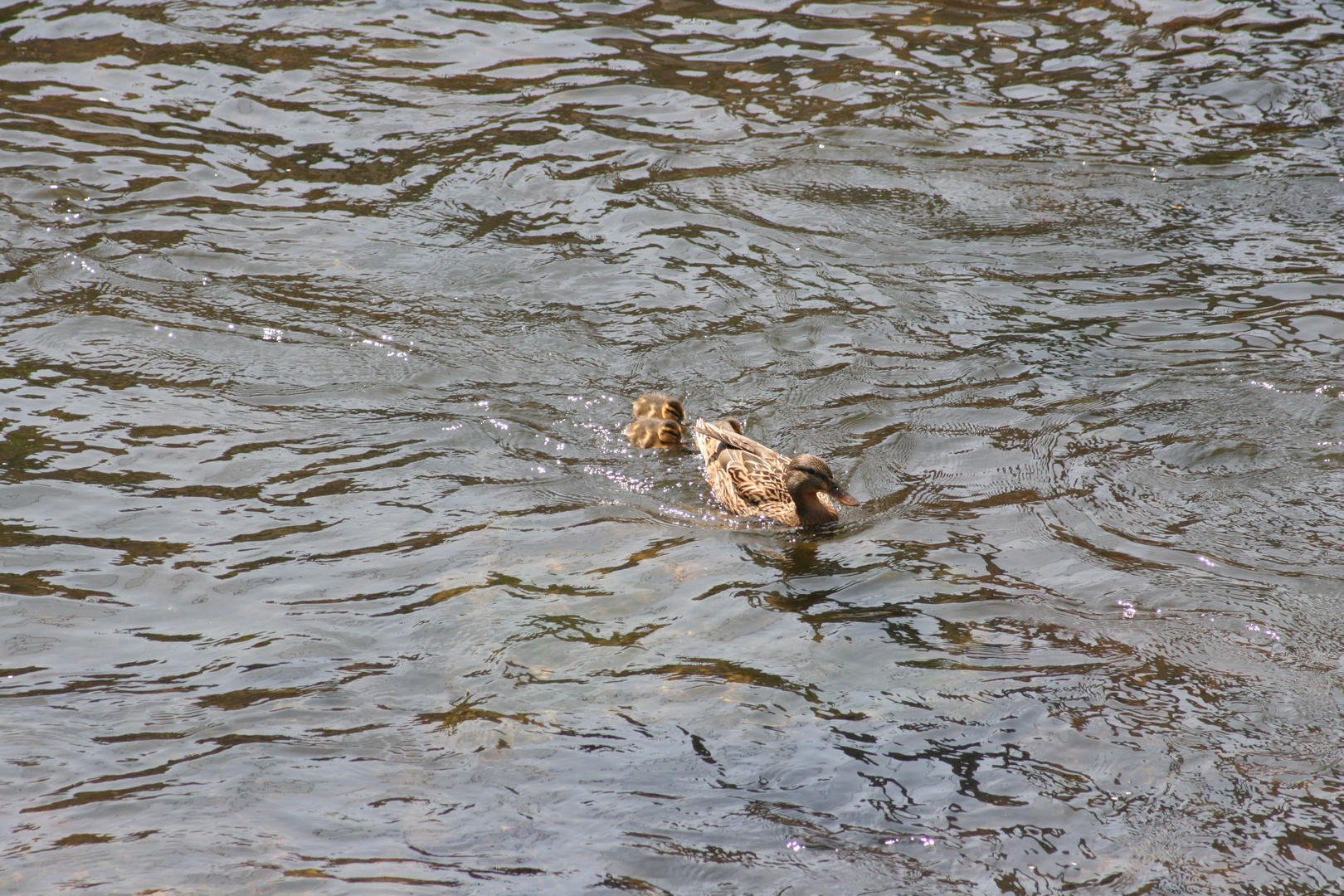 Enten Familie