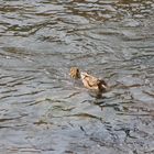 Enten Familie