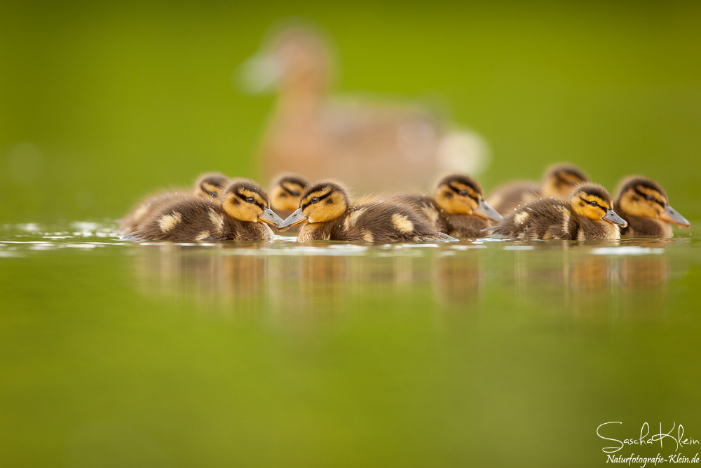 Enten Familie