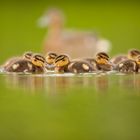 Enten Familie