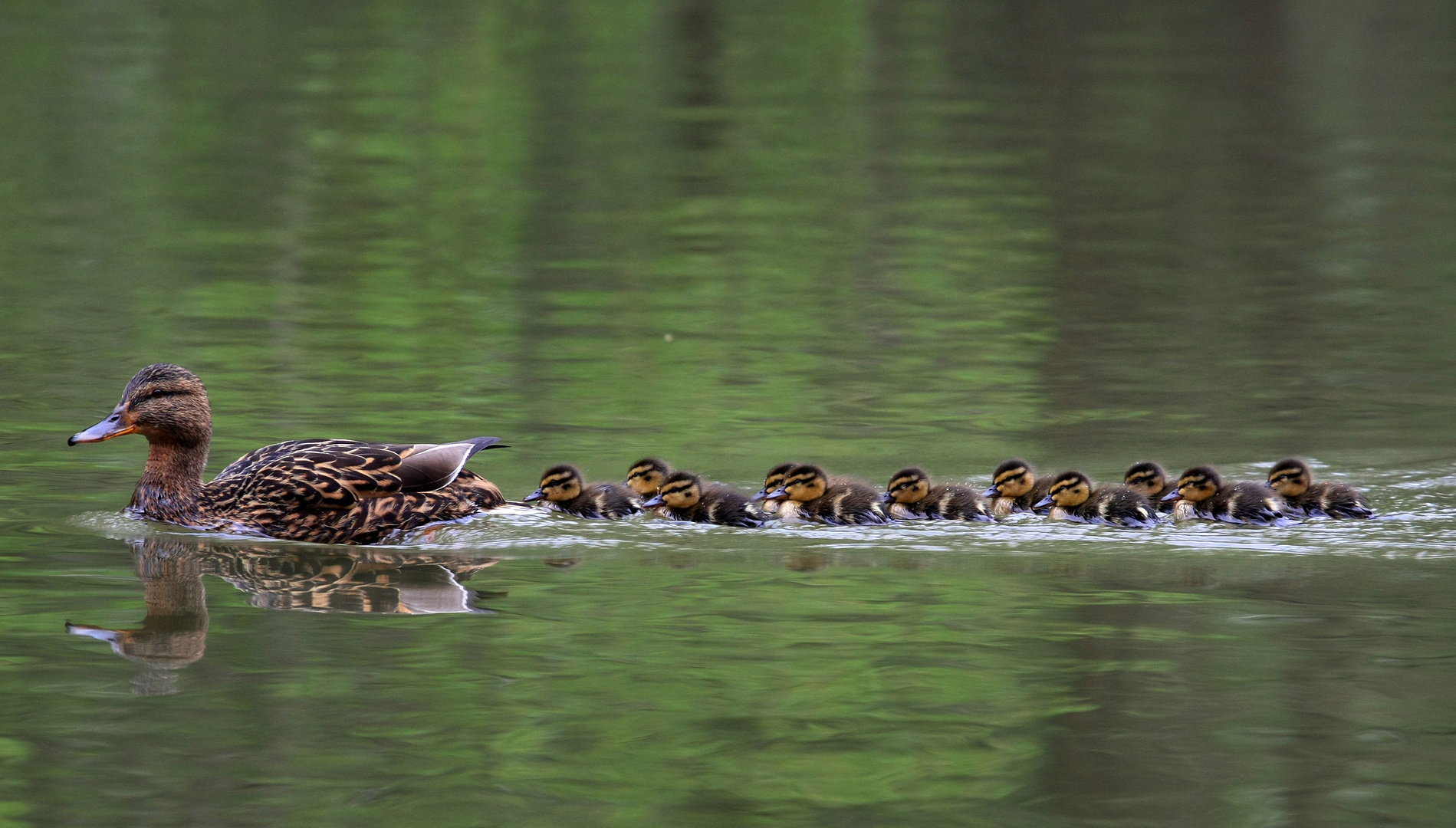 Enten Familie