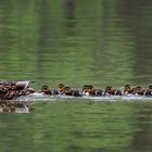 Enten Familie