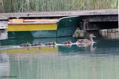 Enten Familie