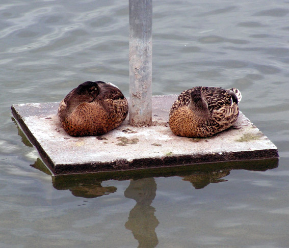 Enten finden immer ein Platz zum Pennen