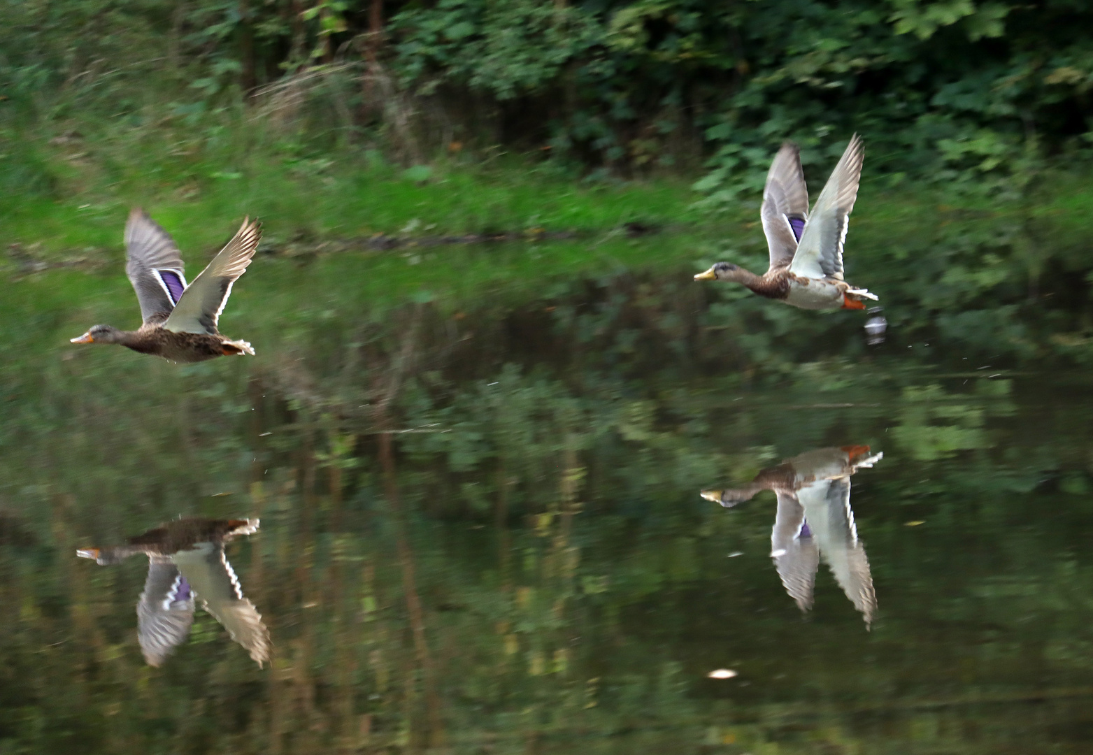 Enten Flug