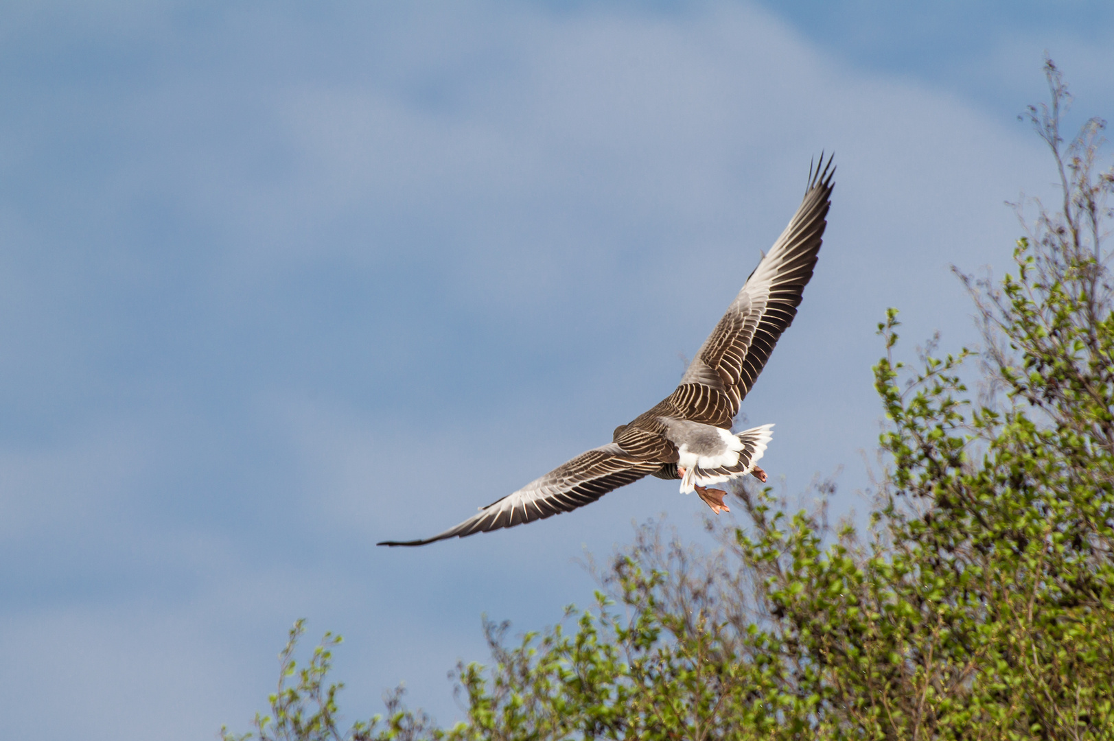 Enten-Flug