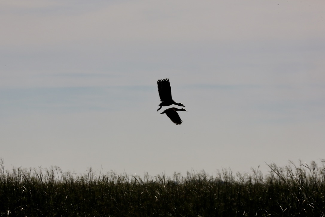 Enten Flugschau (I)