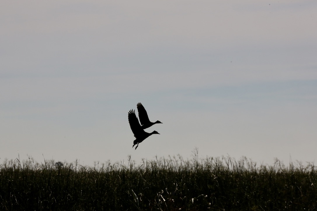 Enten Flugschau (II)