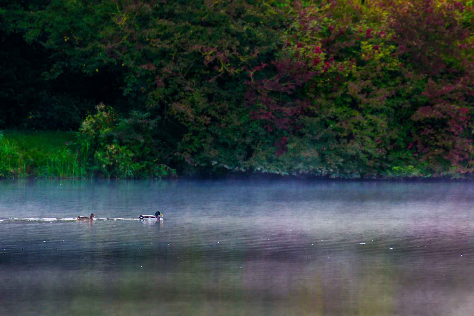 Enten früh morgens